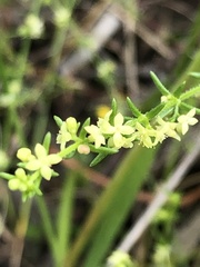 Galium gaudichaudii