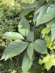 Aucuba japonica