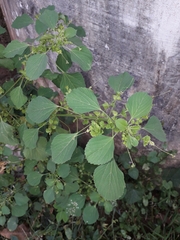 Acalypha indica