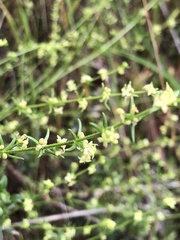 Galium gaudichaudii