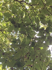 Celtis sinensis