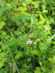 Rubus parvifolius