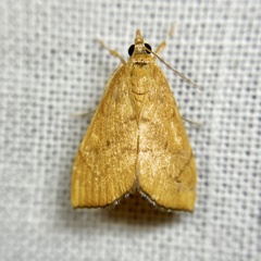 Hyalobathra brevialis