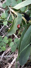 Coccinella septempunctata