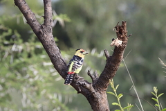 Trachyphonus vaillantii