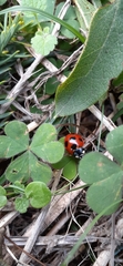 Coccinella septempunctata