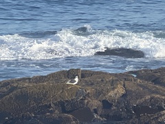 Larus dominicanus vetula
