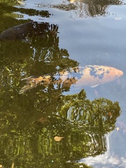 Cyprinus rubrofuscus