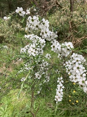 Kunzea leptospermoides