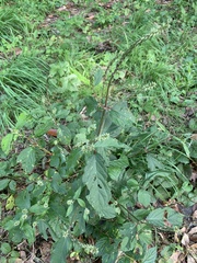 Achyranthes