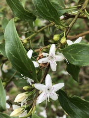 Myoporum petiolatum