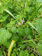 Rubus parvifolius