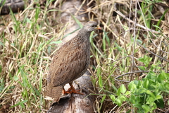 Pternistis natalensis