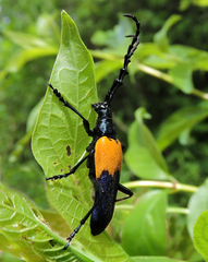 Desmocerus palliatus