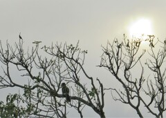 Bycanistes bucinator