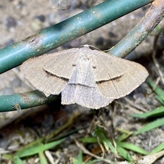 Isturgia penthearia