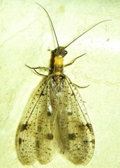 Archichauliodes guttiferus