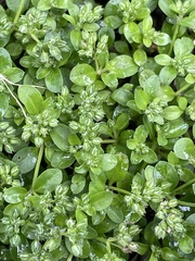 Polycarpon tetraphyllum