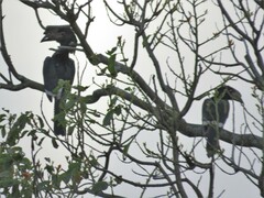 Bycanistes bucinator