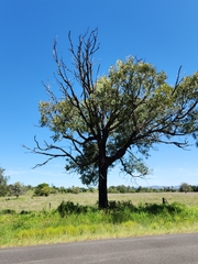 Acacia harpophylla