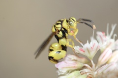 Conura amoena