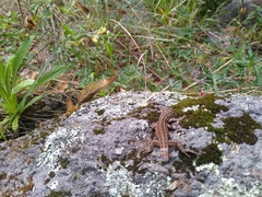 Sceloporus bicanthalis