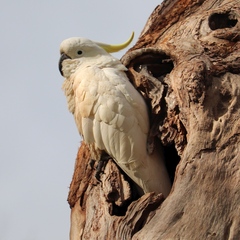 Cacatua galerita galerita