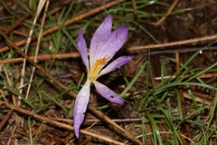 Crocus serotinus