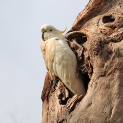 Cacatua galerita galerita