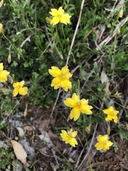 Goodenia pinnatifida