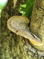 Hexagonia tenuis