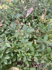 Enkianthus perulatus
