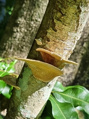 Hexagonia tenuis