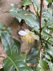 Camellia sinensis