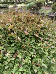 Hydrangea macrophylla