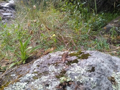 Sceloporus bicanthalis