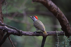 Chloropicus fuscescens