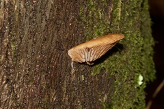 Deconica horizontalis
