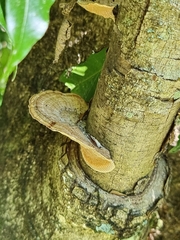 Hexagonia tenuis