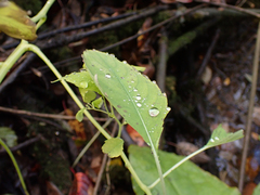 Impatiens capensis