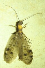 Archichauliodes guttiferus