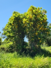 Cassia tomentella