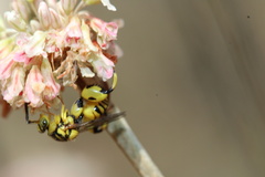 Conura amoena