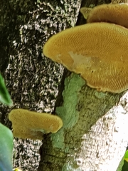 Hexagonia tenuis