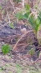 Sylvicapra grimmia caffra