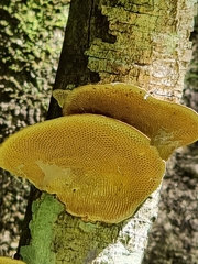 Hexagonia tenuis