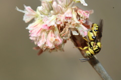 Conura amoena
