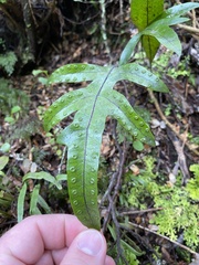 Microsorum pustulatum pustulatum