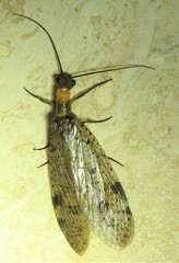 Archichauliodes guttiferus