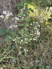 Erigeron annuus